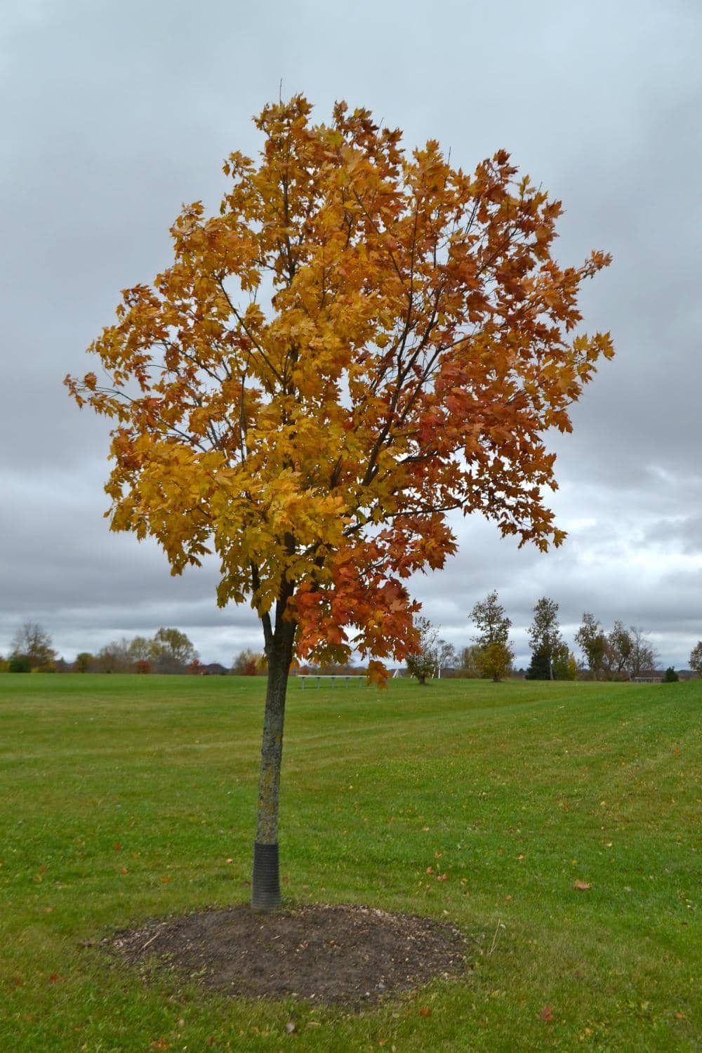 Splash Pad & Playground
