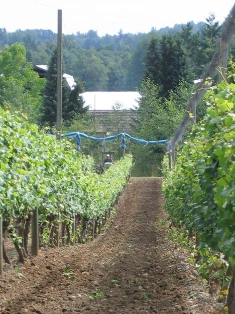 Bacchus Bistro Dining