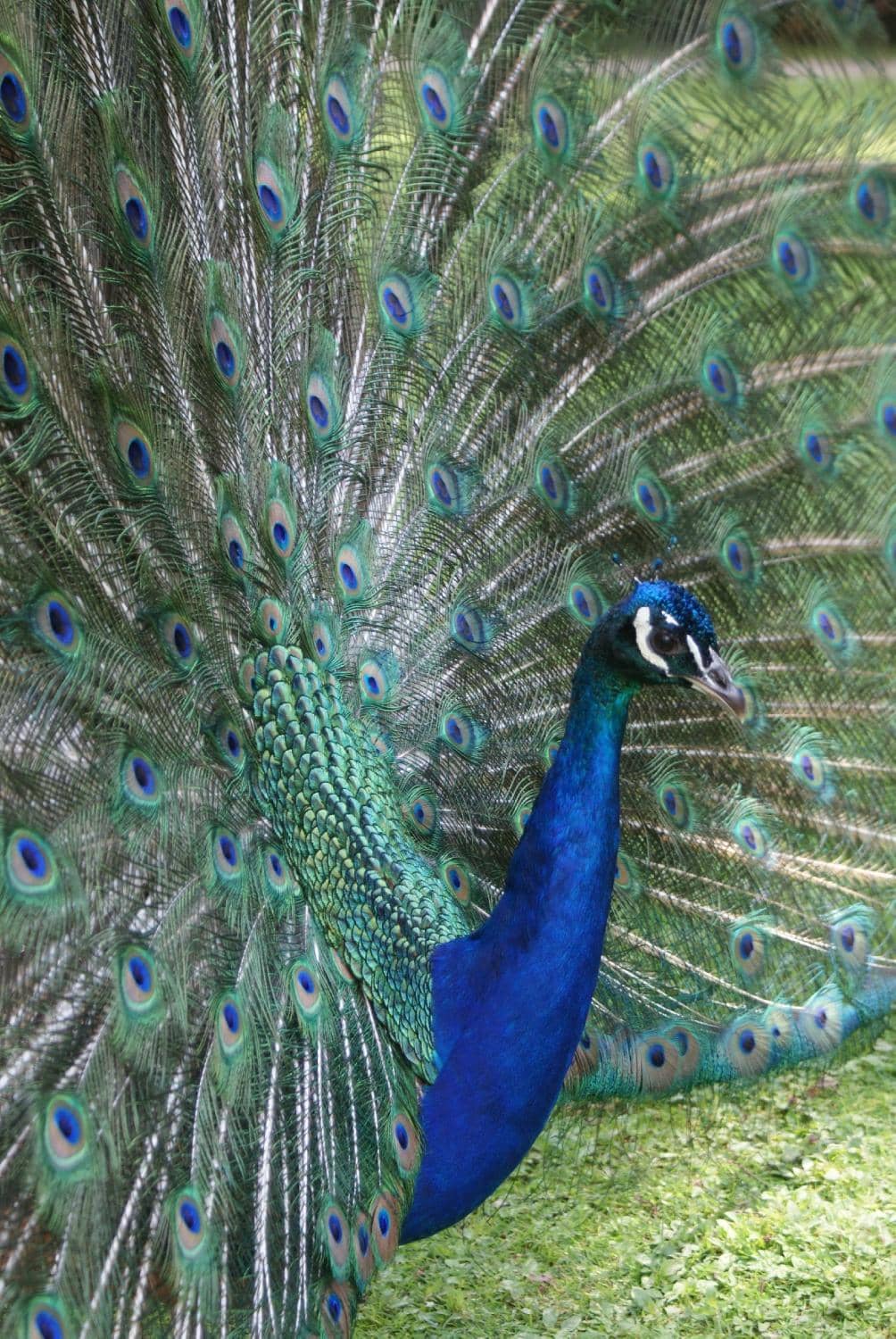 Peacock Paradise