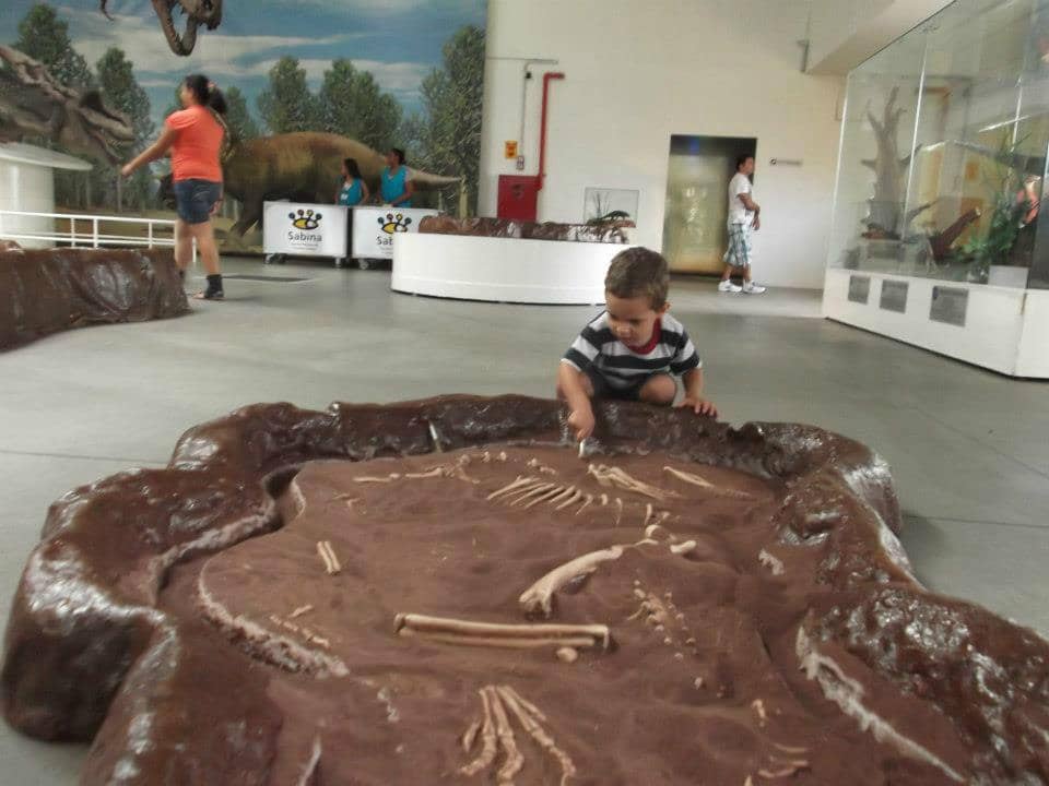 Dinosaur Discoveries