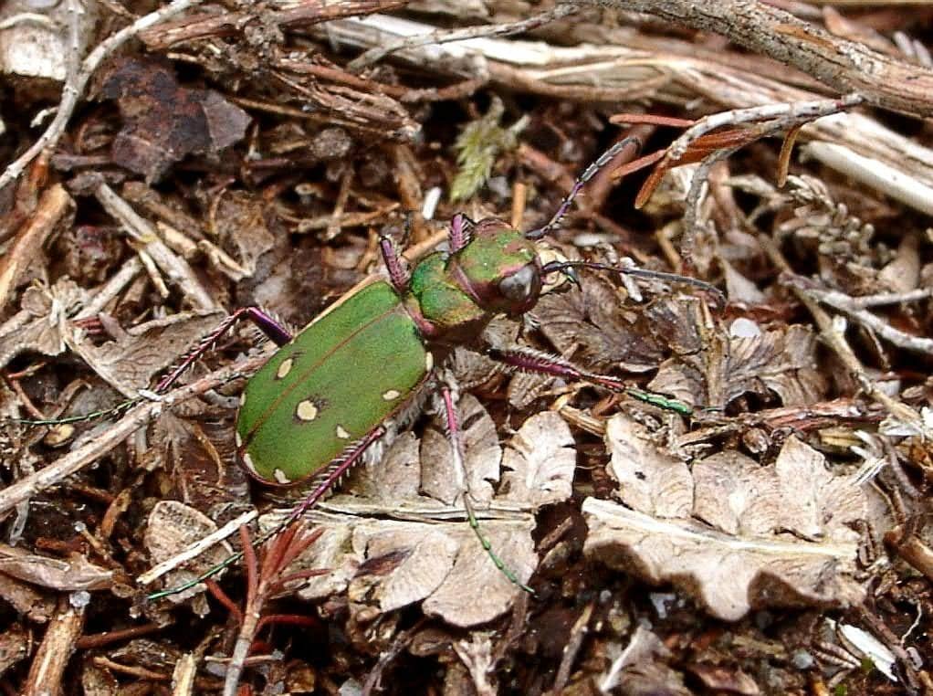 Dartford Warbler Spotting