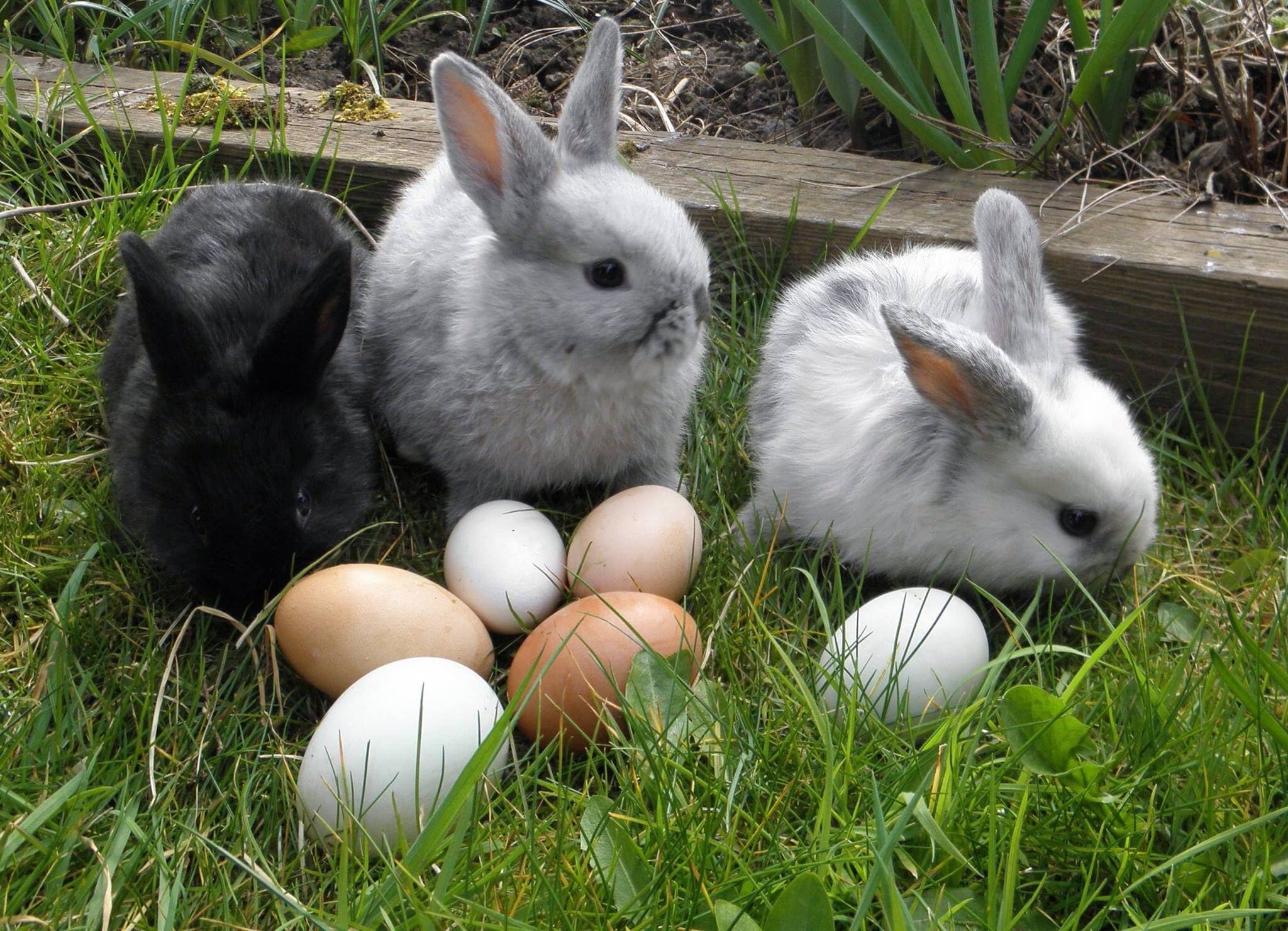 Meet the Farm Animals
