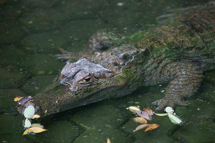 Wildlife Encounters