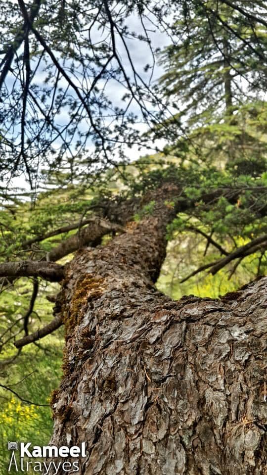 Lamartine Cedar Tree