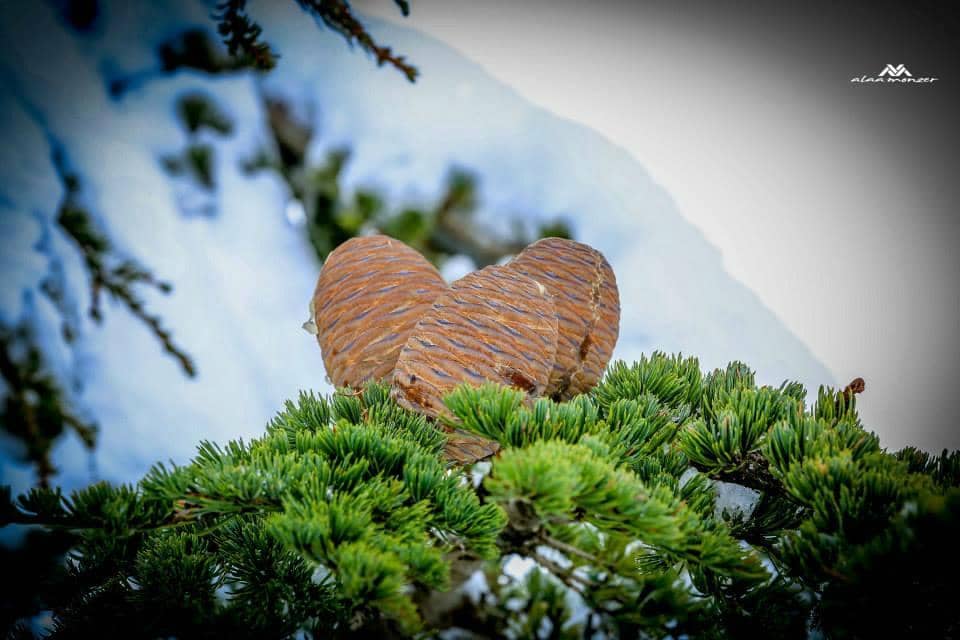 Ancient Cedar Giants