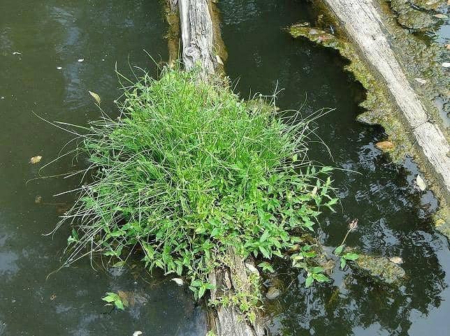 Historic Mill and Museum