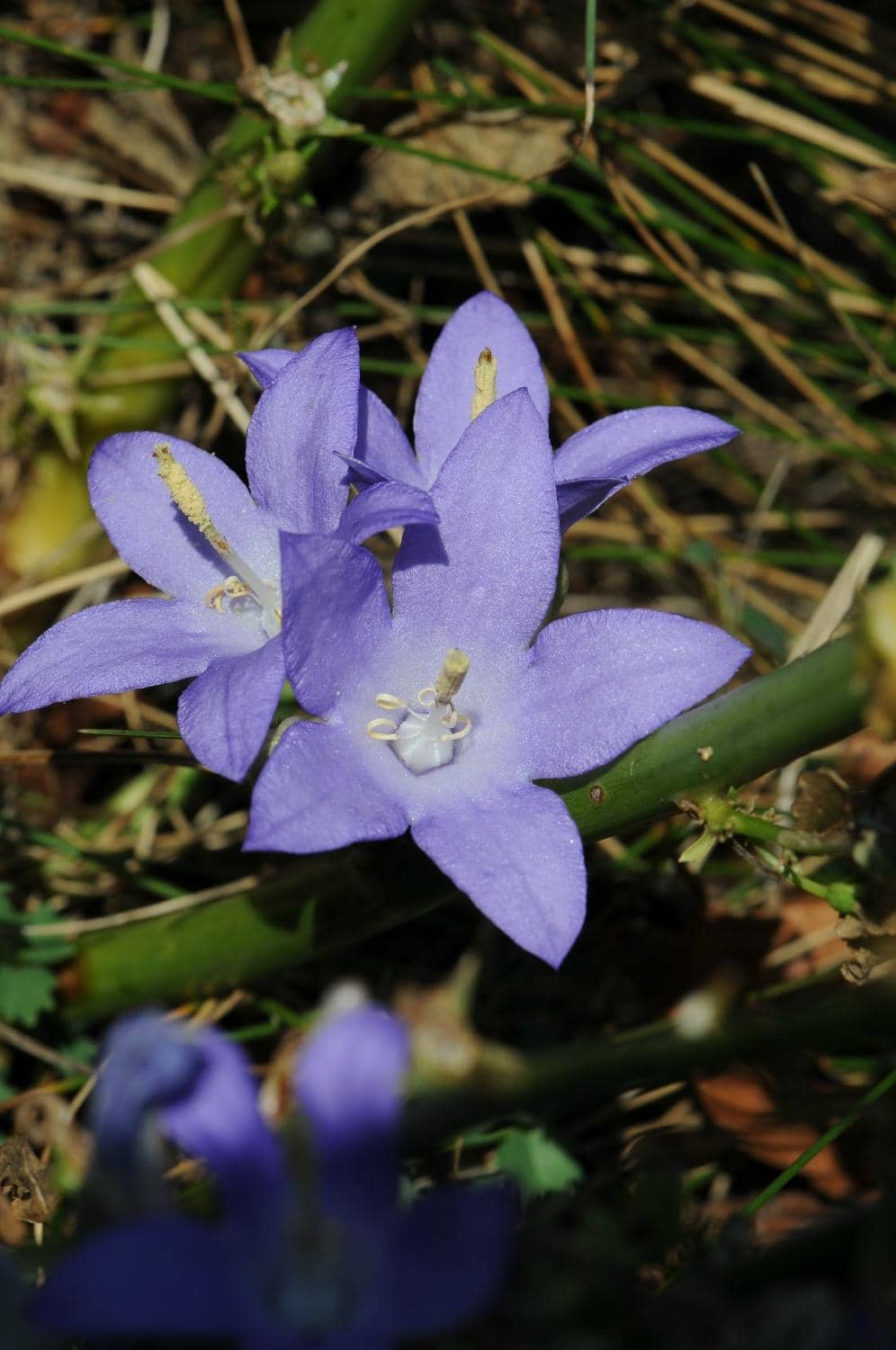 Rich Plant Diversity