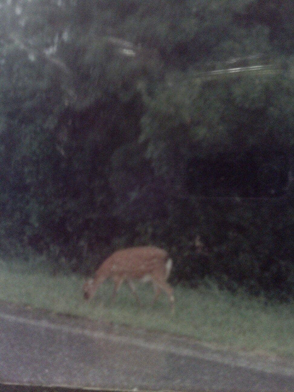 Designated Surfing Spots