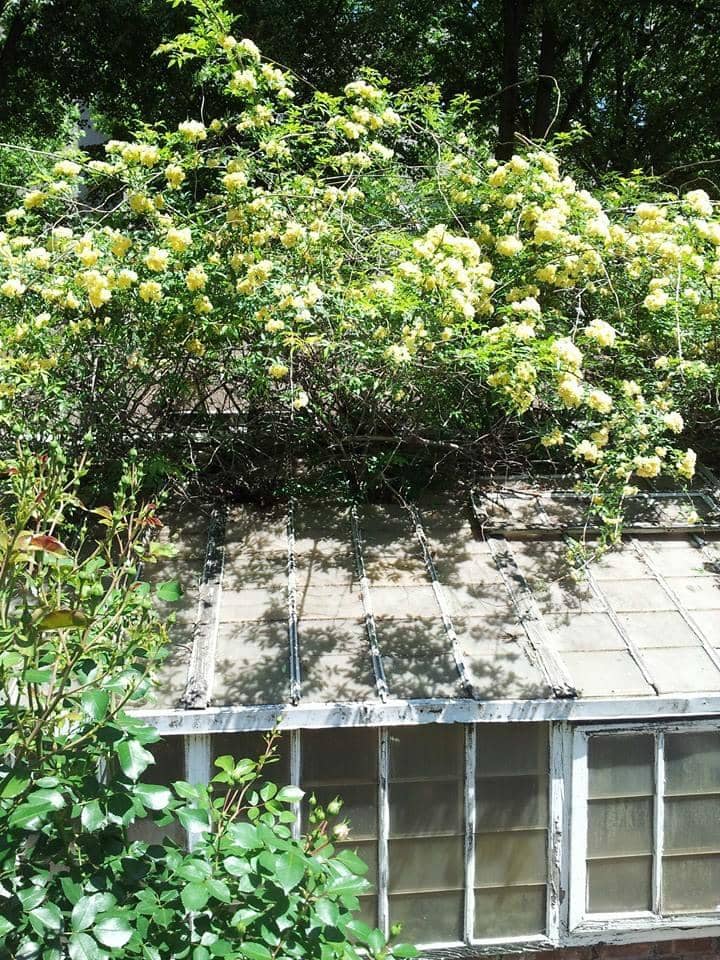 Victorian Garden