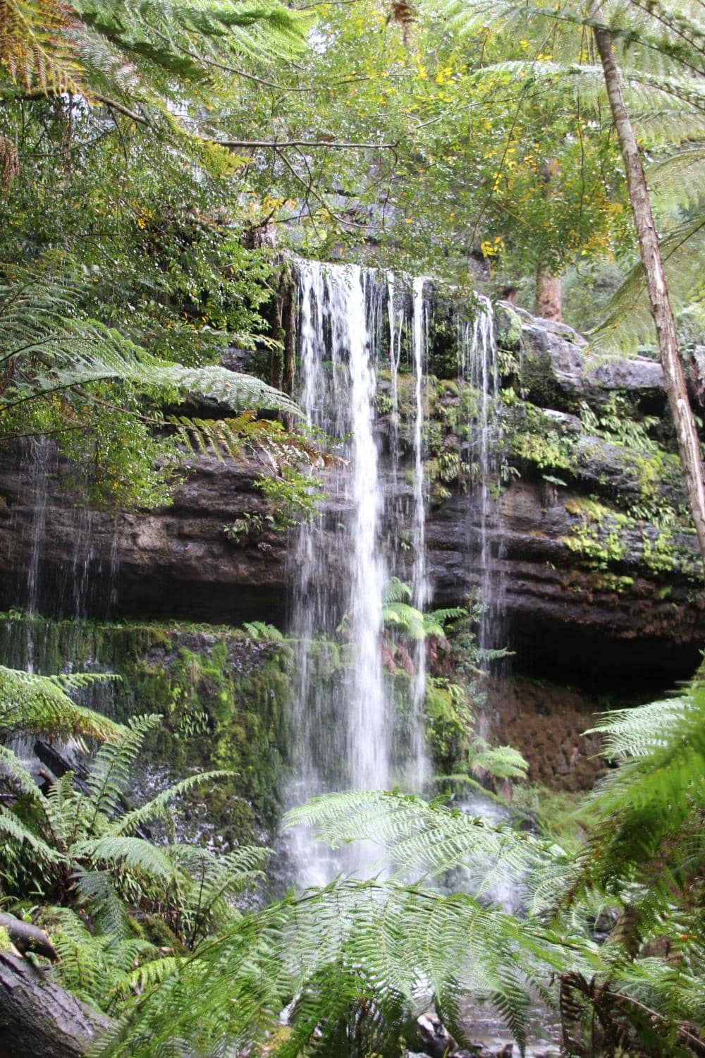 Ancient Rainforest Walk