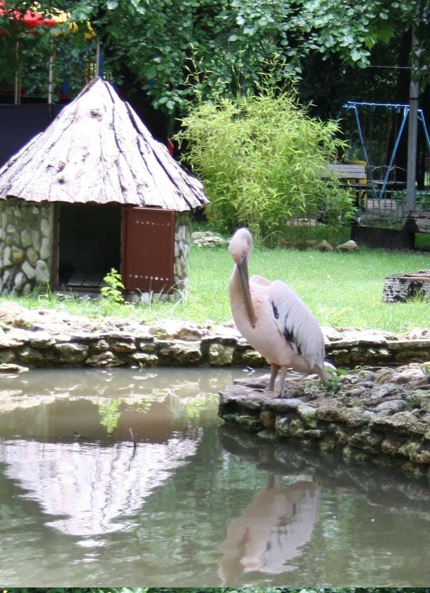 Diverse Animal Collection