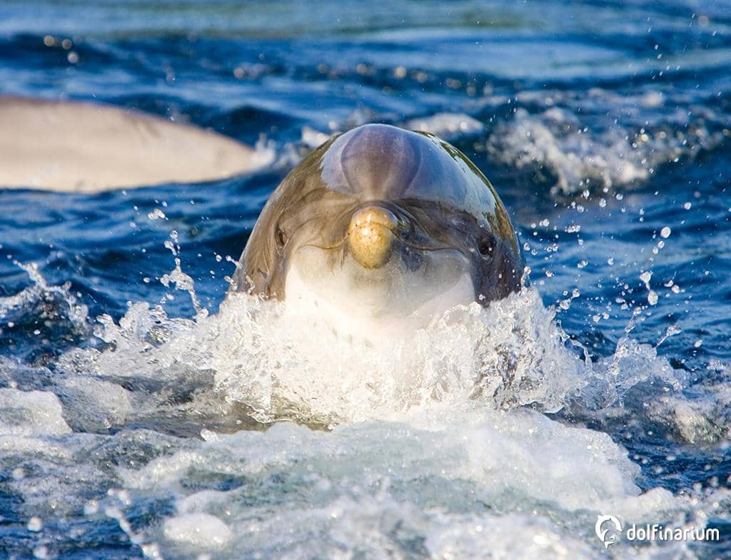Sea Lion & Walrus Demonstrations