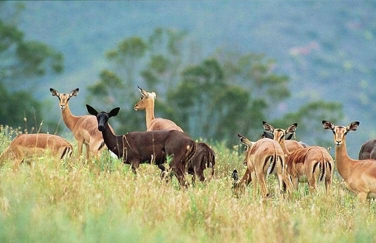 Serene Spa Treatments