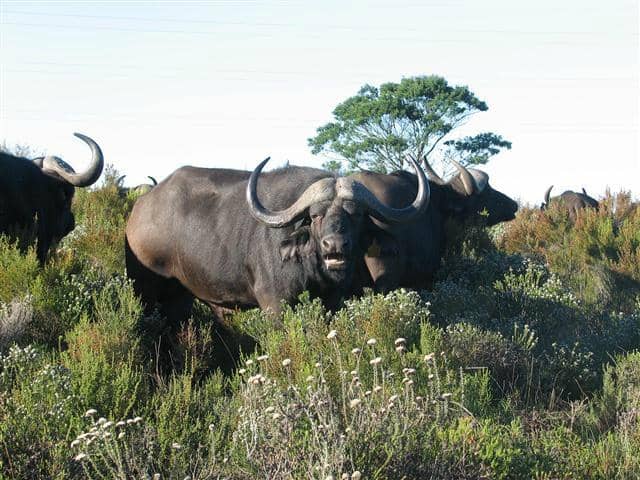 Expert Guided Game Drives
