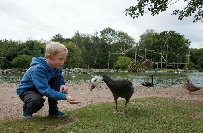 Free-Roaming Kangaroos & Wallabies