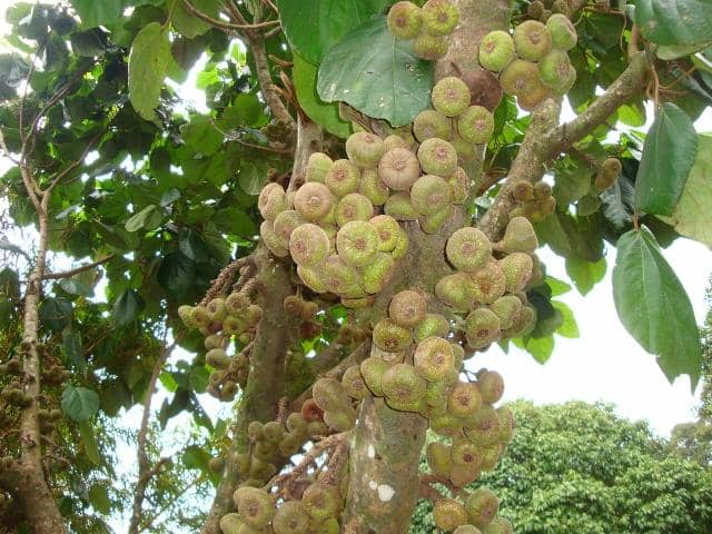 Spice Plantations