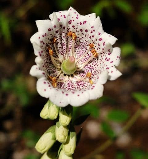 The Castle's Majestic Presence