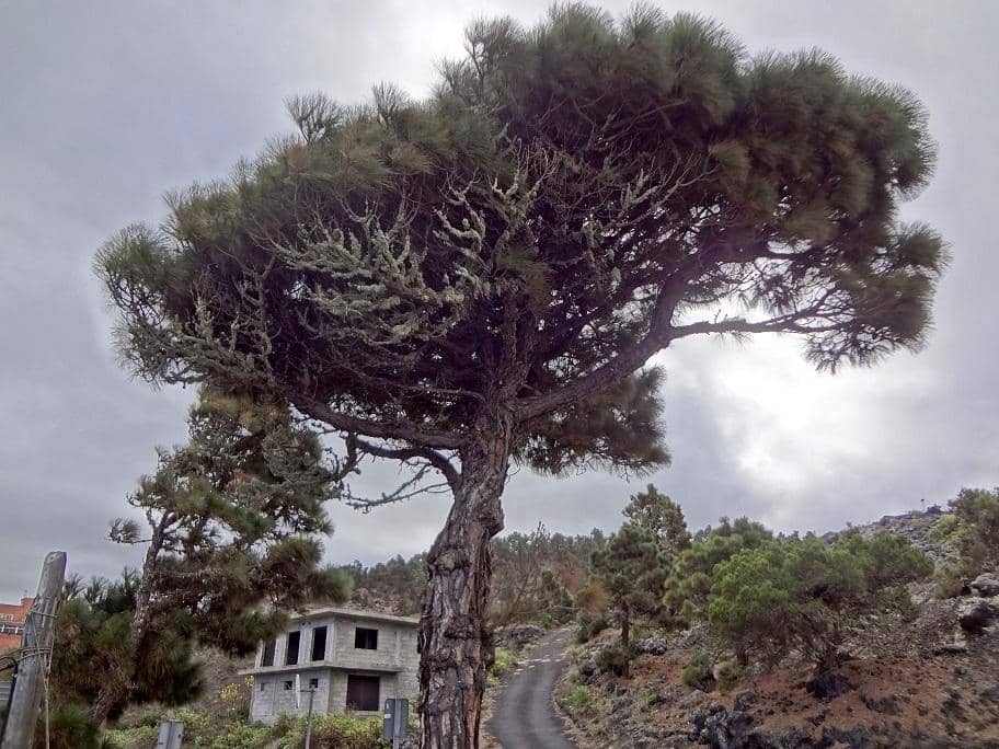 Delectable Banana Donuts