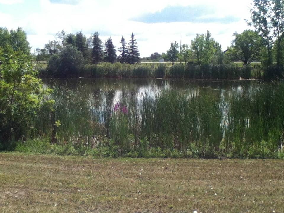 Frozen Ponds in Winter