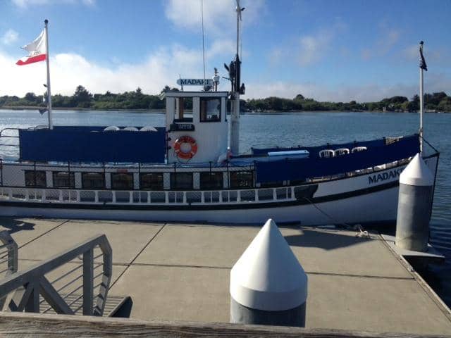 Harbor Seal Sightings