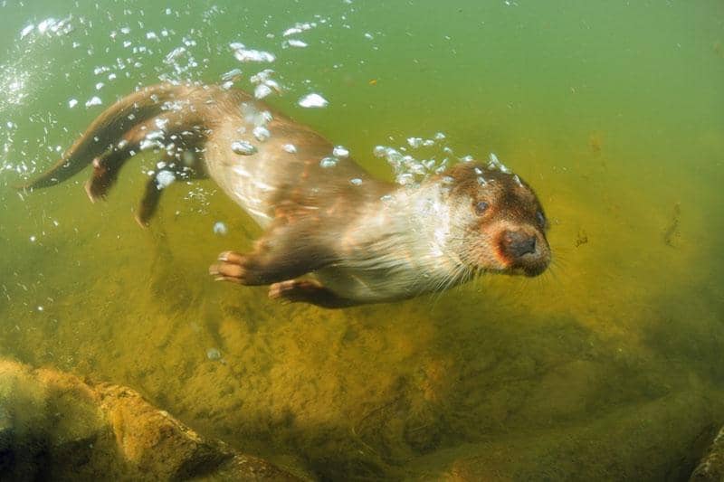 Alsatian Hamster Nursery