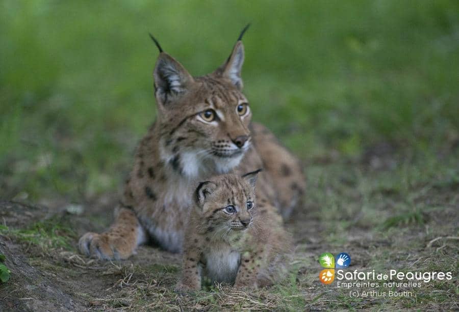 Lumières Sauvages Festival