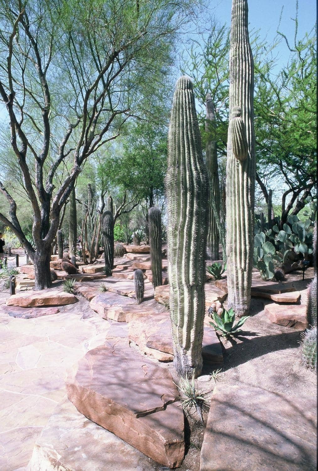 Botanical Cactus Garden