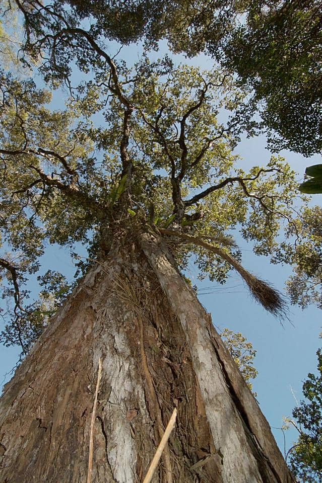 Peaceful Rainforest Setting