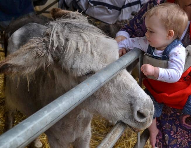 Tractor Rides & Pony Grooming