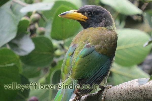 Rare Flora and Fauna