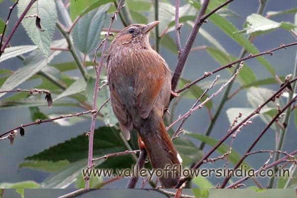 Pristine Himalayan Scenery