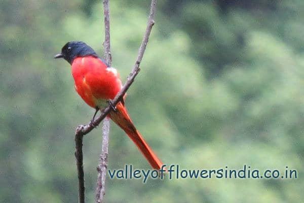 Alpine Flower Meadows