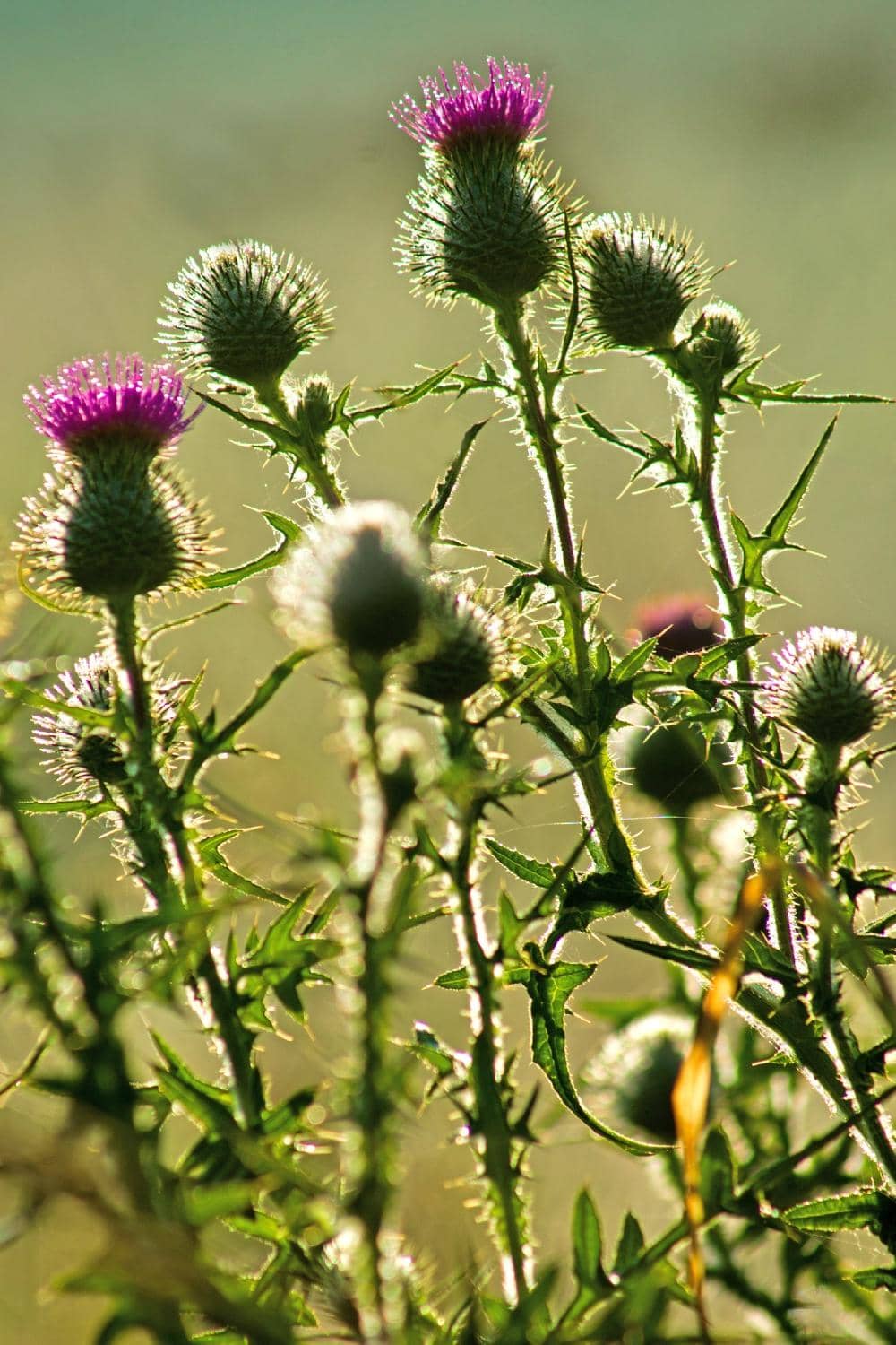 Nature Walks & Ponds