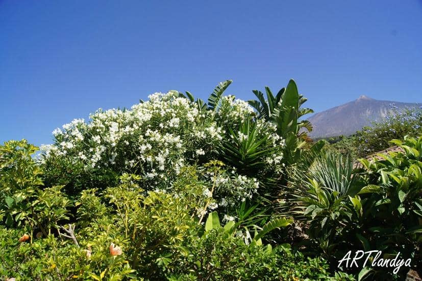 The Doll Making Process