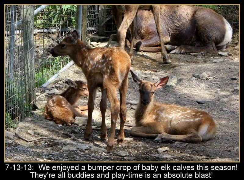 Exotic Animal Encounters