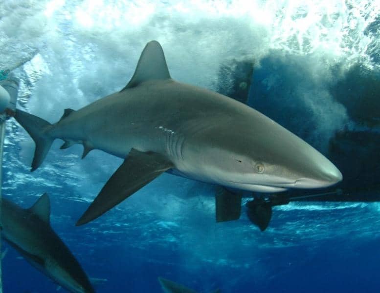 Galapagos Shark Encounters