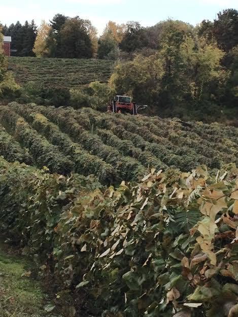 Harvest Season Spectacle