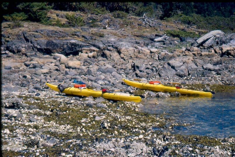 Abundant Marine Wildlife