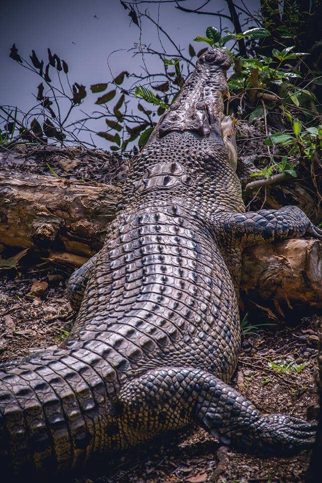 Observation Deck Views