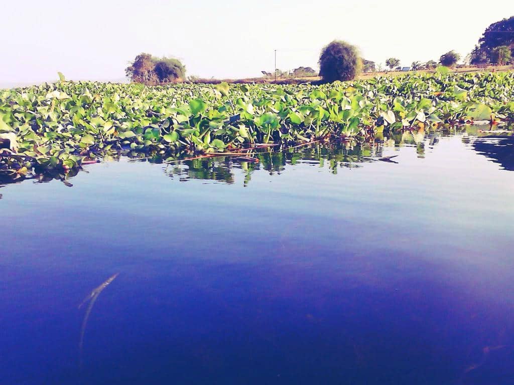 Migratory Bird Haven