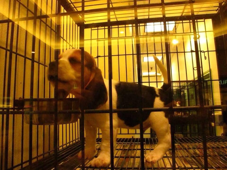 Specialty & Local Shops