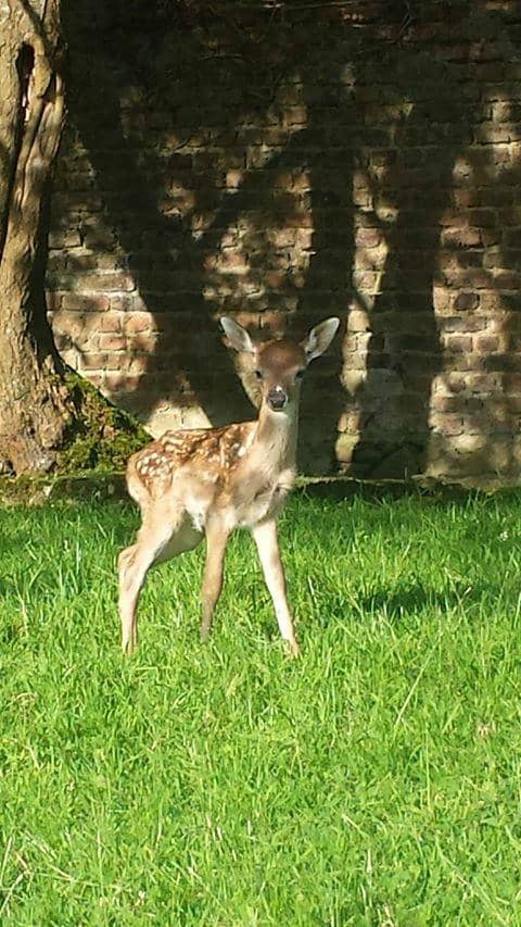 Ireland's Longest Zipline