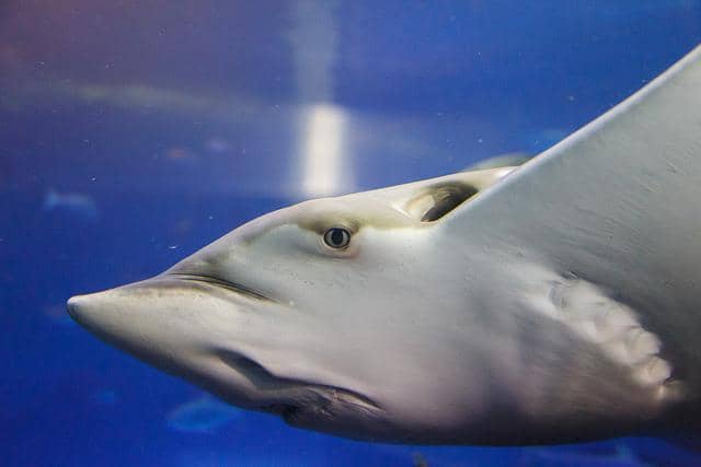 Captivating Mermaid Shows