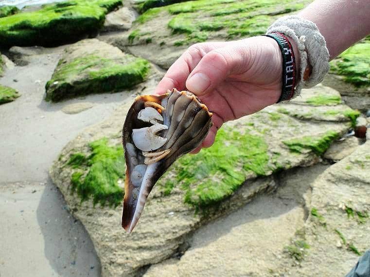 Tide Pool Exploration