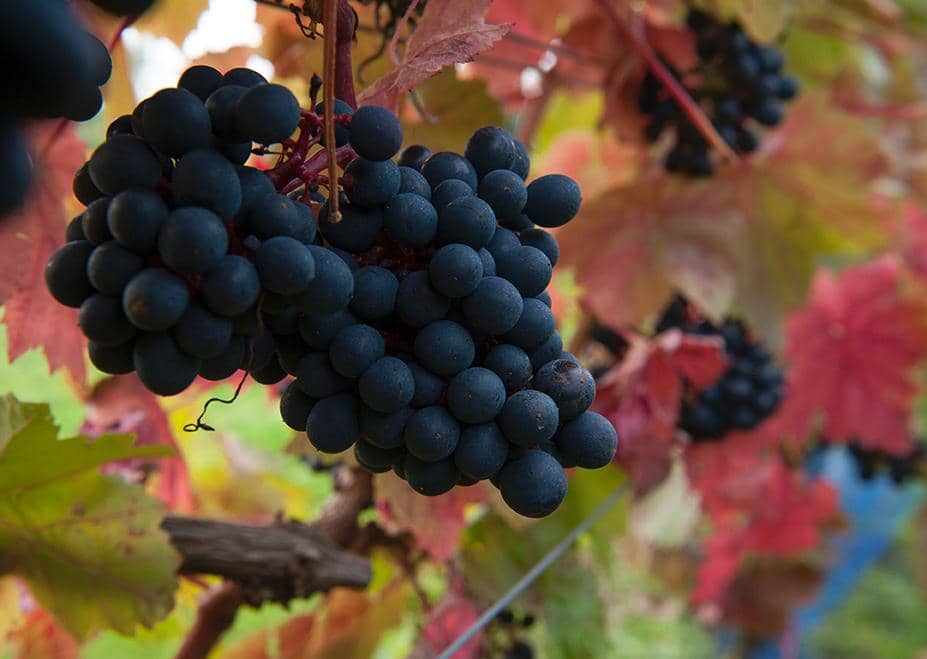 Award-Winning Sparkling Wines