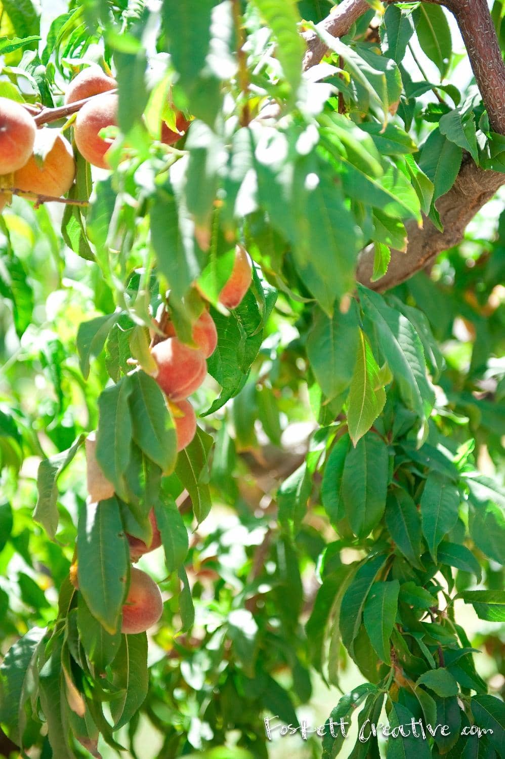 Farm Animals & Petting Zoo