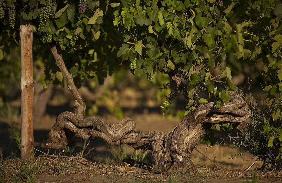 Beautifully Maintained Grounds