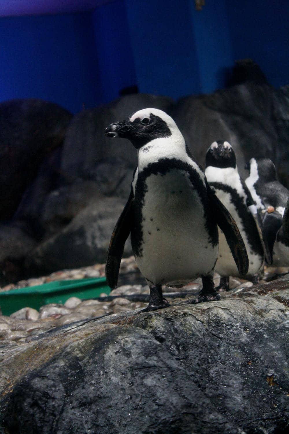 Animal Feeding Sessions