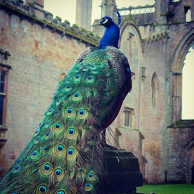 Serene Abbey Gardens