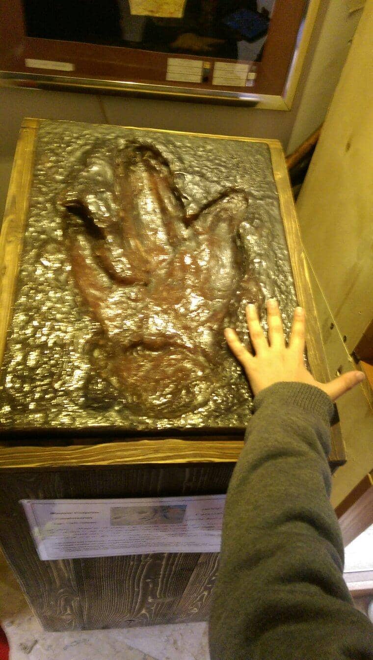 Paleontology Section